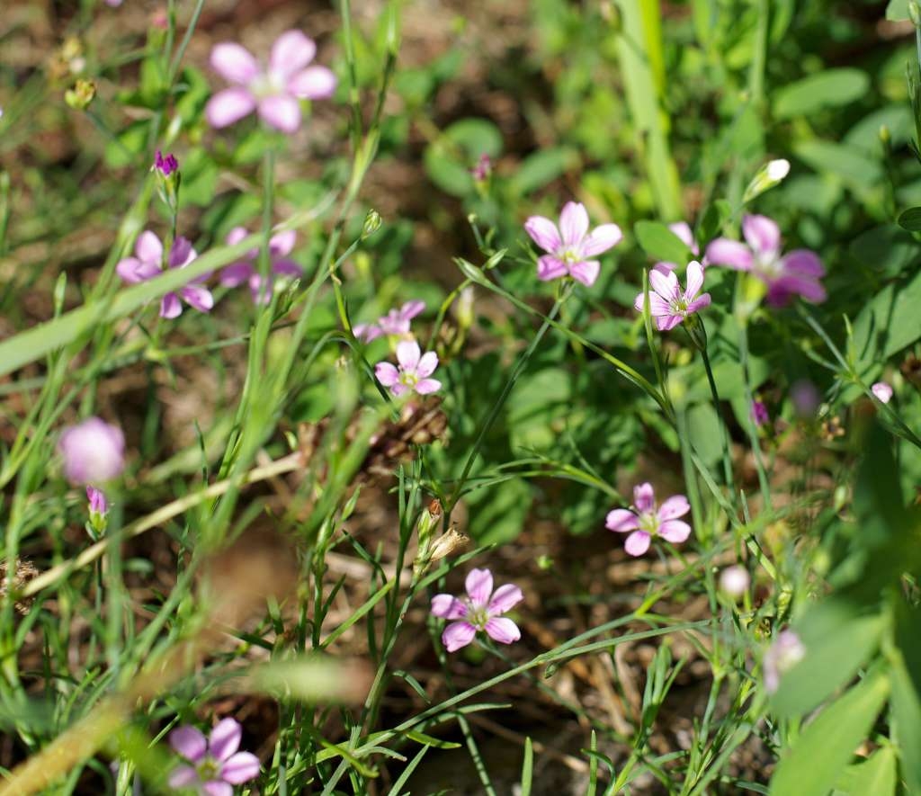 IMGP7661-1024~1.jpg