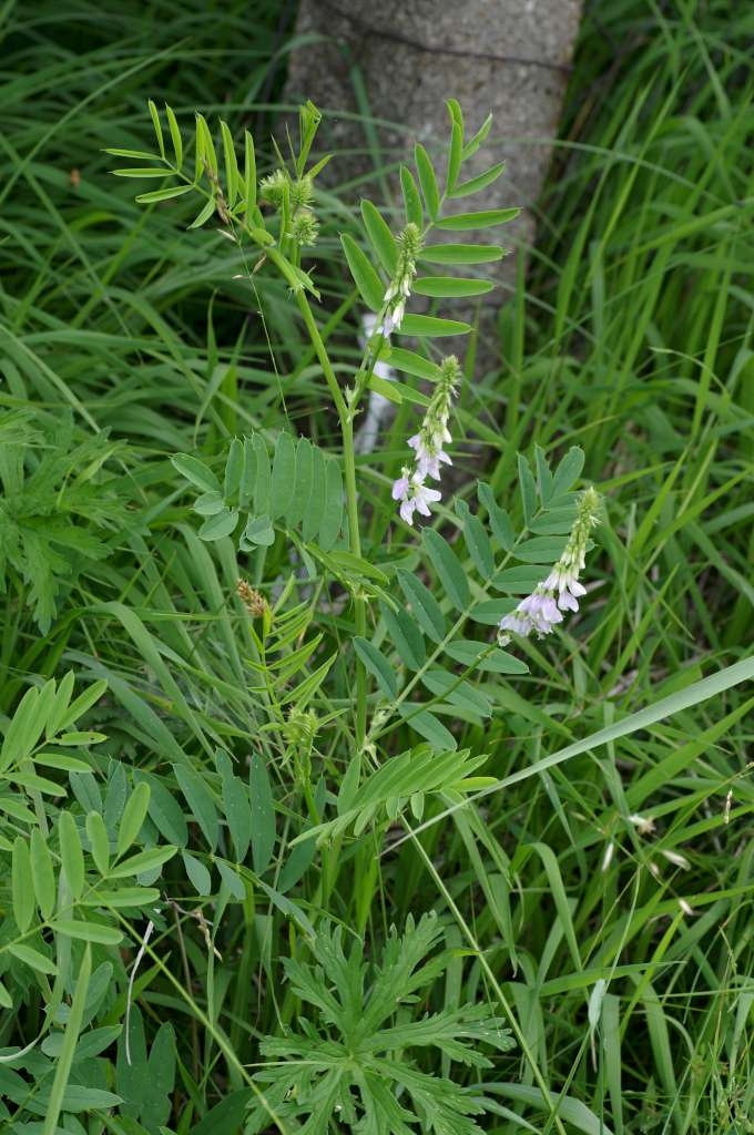 IMGP7672-1024~4.jpg