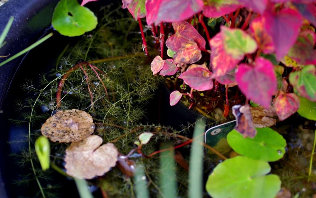 IMGP7676-1024~0.jpg