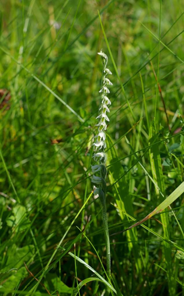 IMGP7712-1024~4.jpg