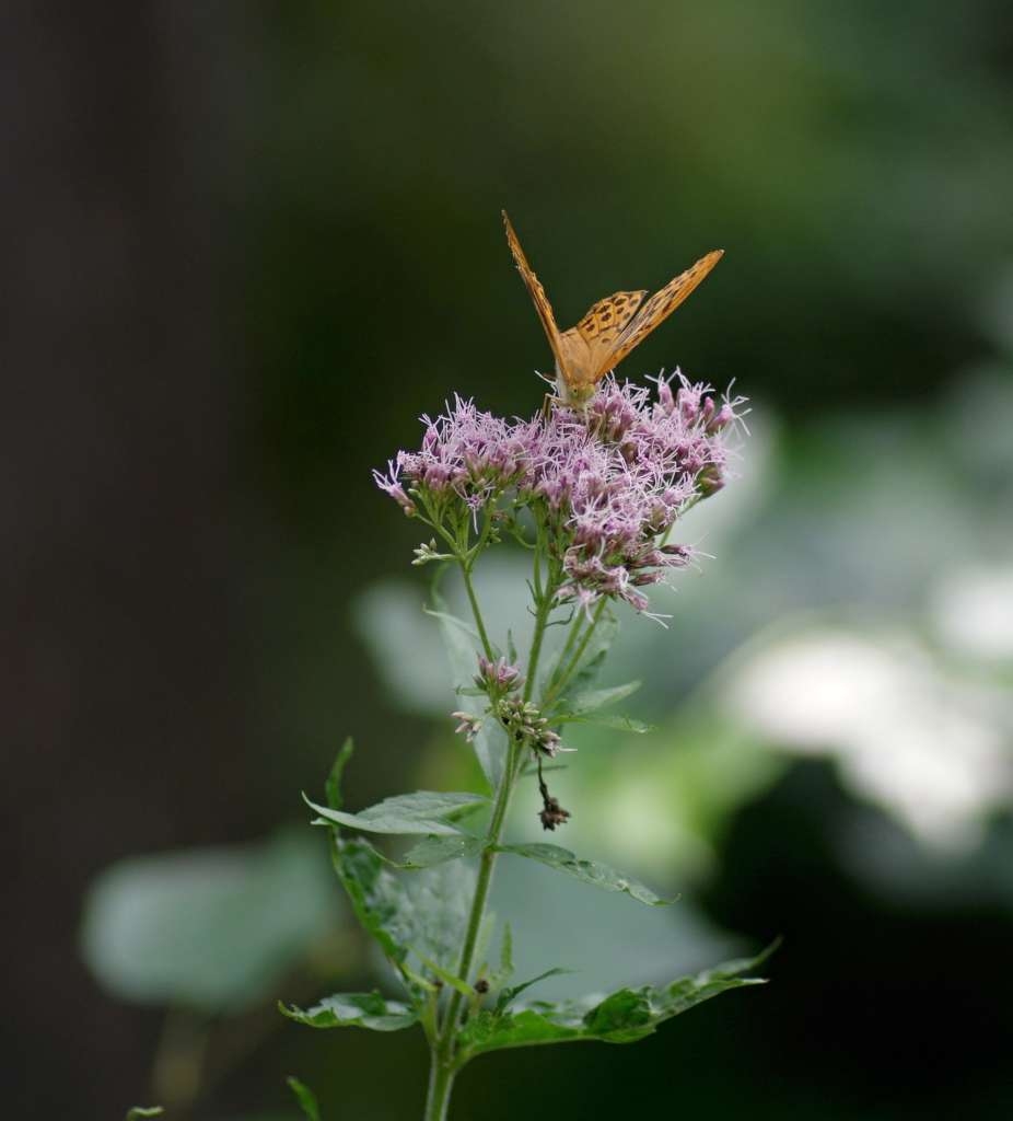 IMGP7723-1024~1.jpg