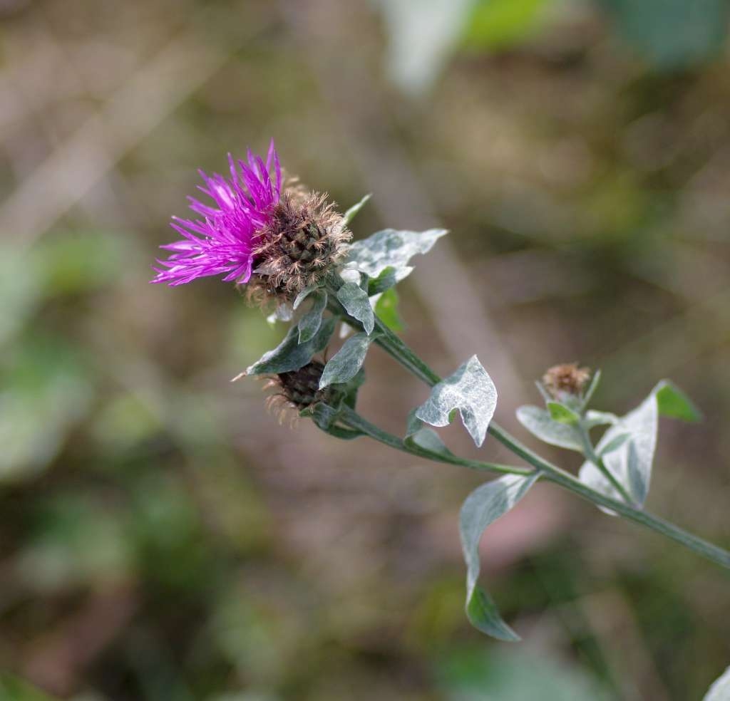 IMGP7727-1024~1.jpg