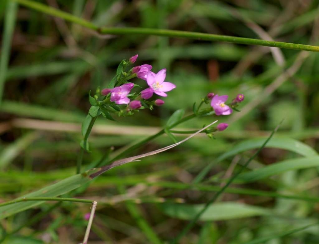 IMGP7749-1024~2.jpg