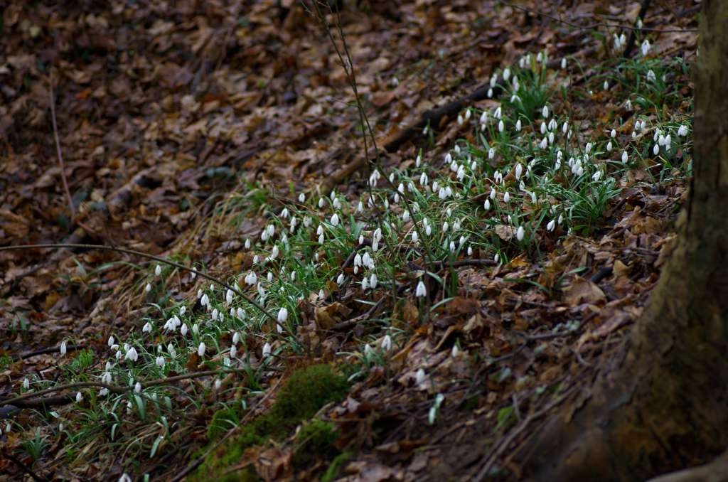 IMGP7753-1024~0.jpg