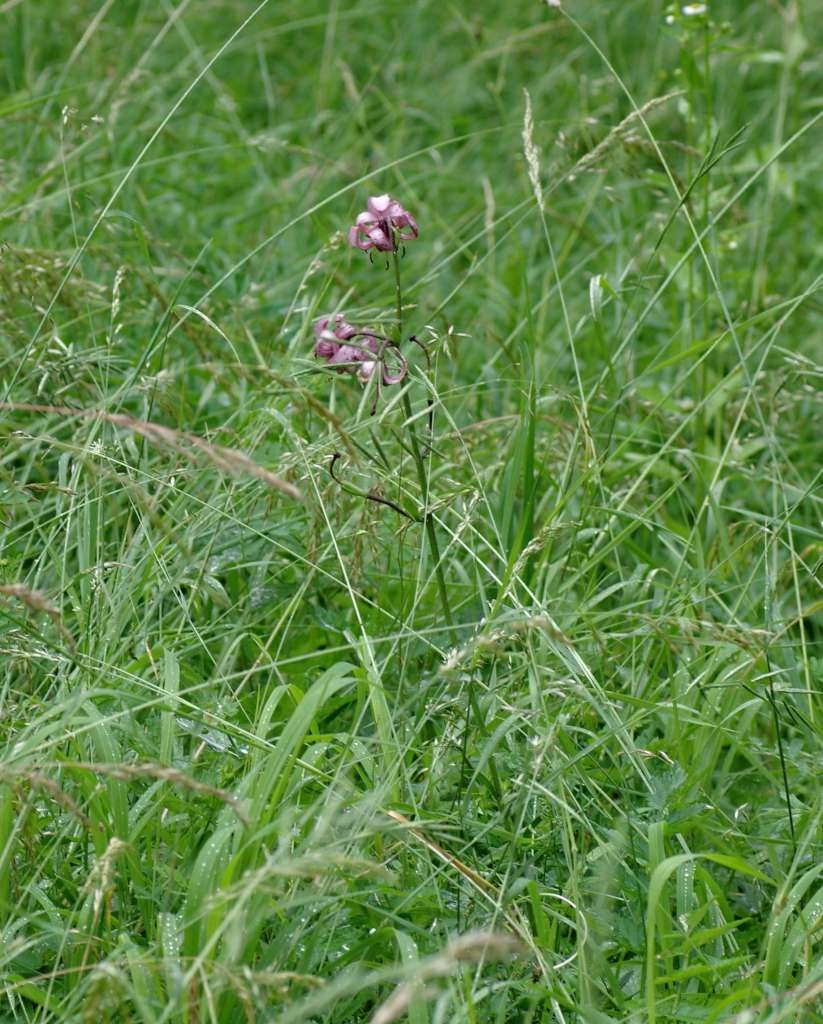 IMGP7760-1024.jpg