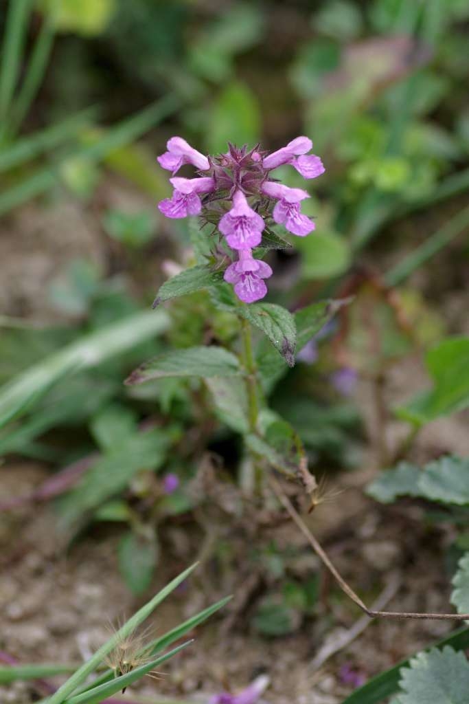 IMGP7823-1024~4.jpg