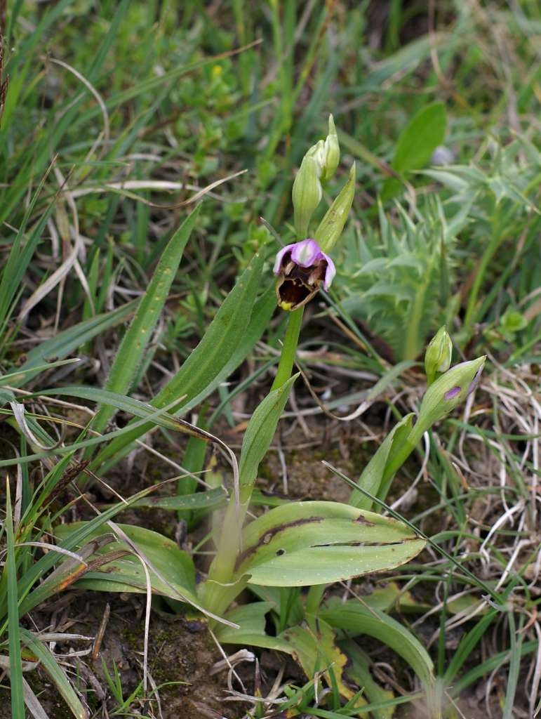 IMGP7852-1024~1.jpg