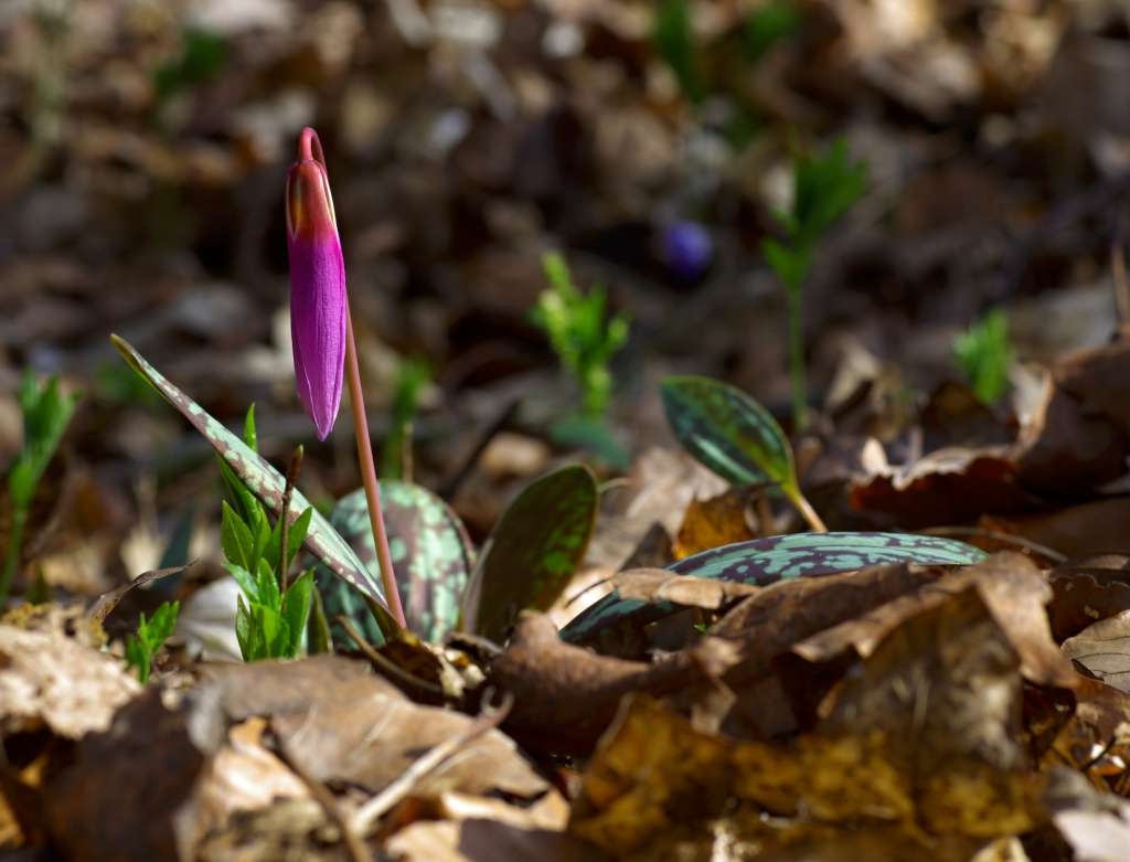 IMGP7869-1024~0.jpg