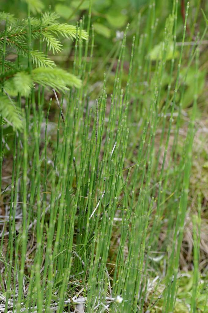 IMGP7900-1024~2.jpg