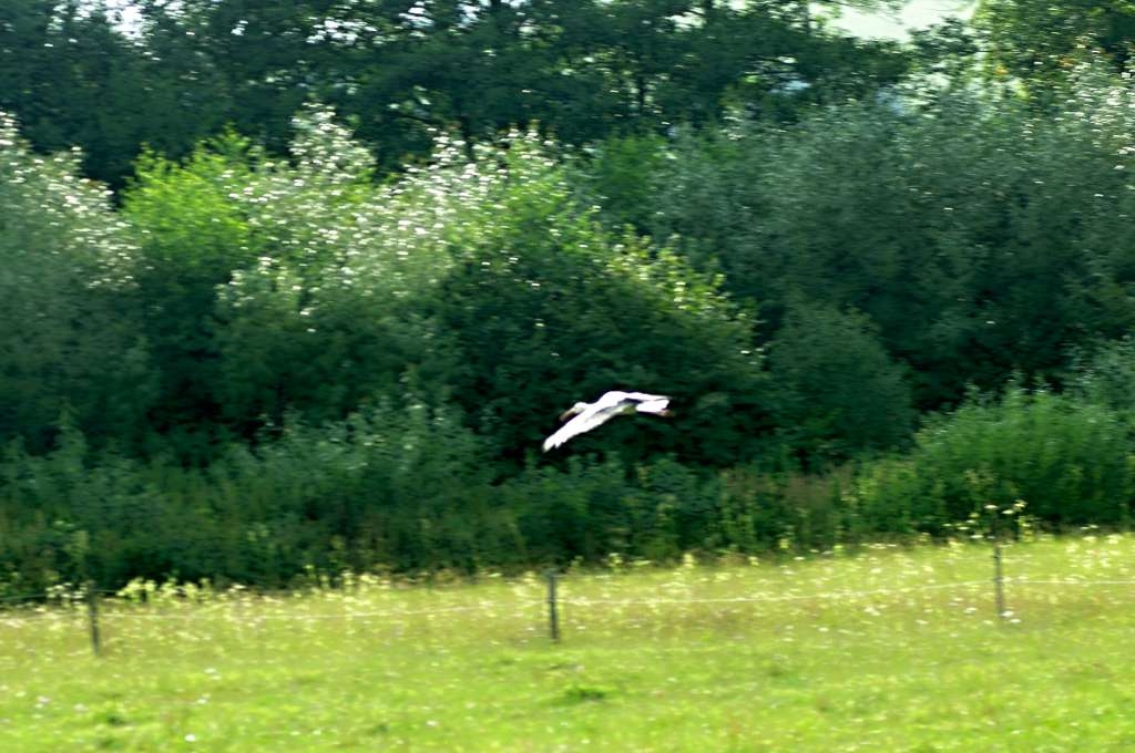 IMGP7911-1024~7.jpg