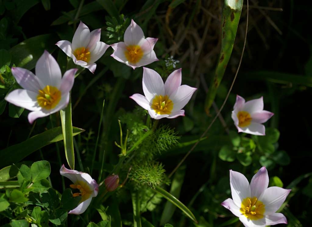 IMGP7917-1024~3.jpg