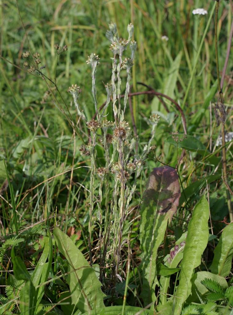 IMGP7932-1024~4.jpg