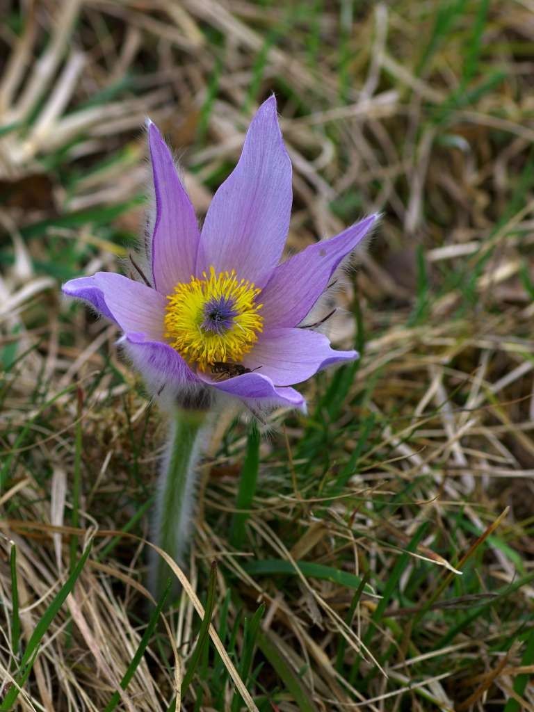 IMGP7953-1024~0.jpg