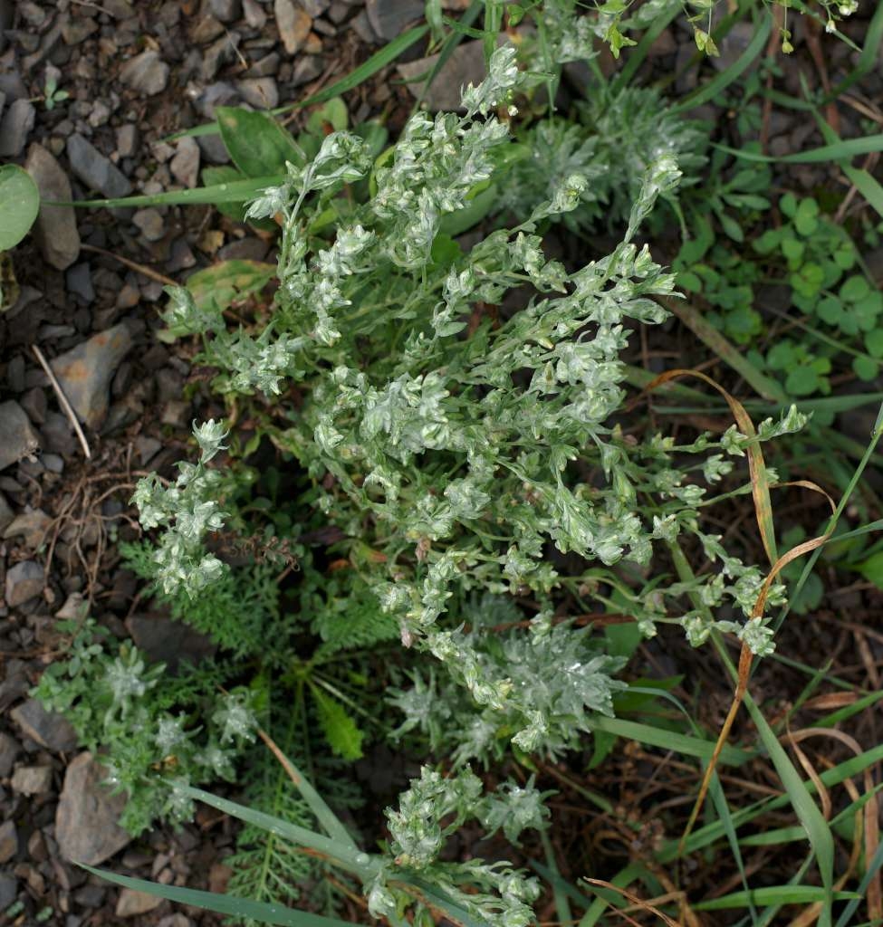 IMGP7969-1024~3.jpg