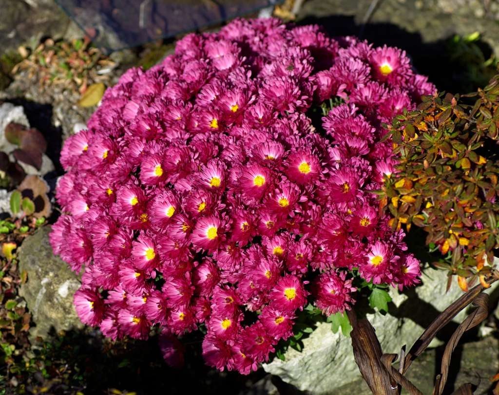 IMGP7988-1024~1.jpg
