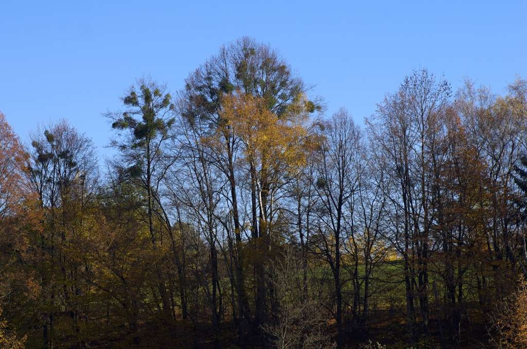 IMGP8007-1024.jpg