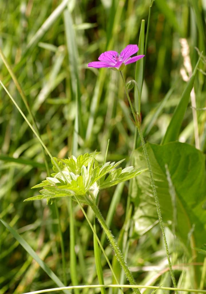 IMGP8054-1024~2.jpg