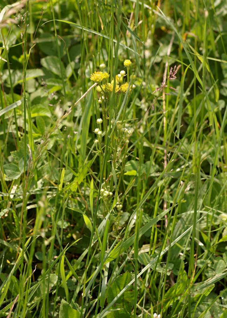 IMGP8066-1024~2.jpg