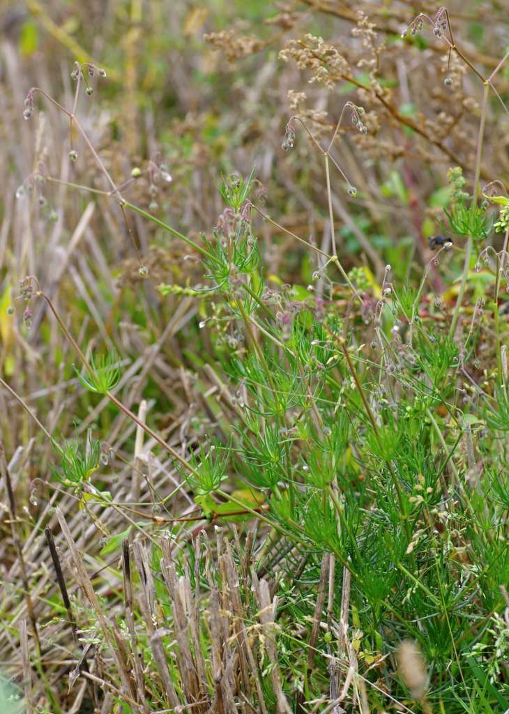 IMGP8108-1024~1.jpg