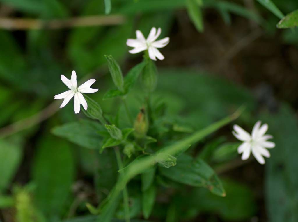 IMGP8122-1024~2.jpg