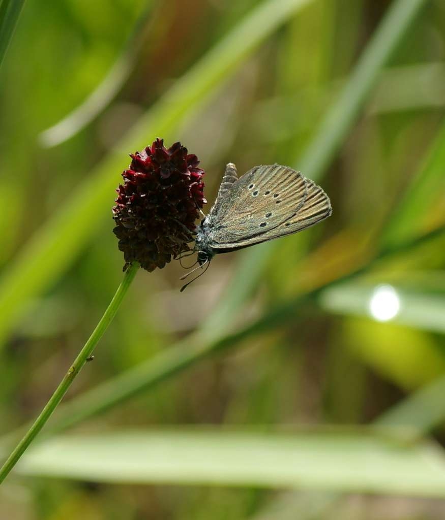 IMGP8154-1024~4.jpg