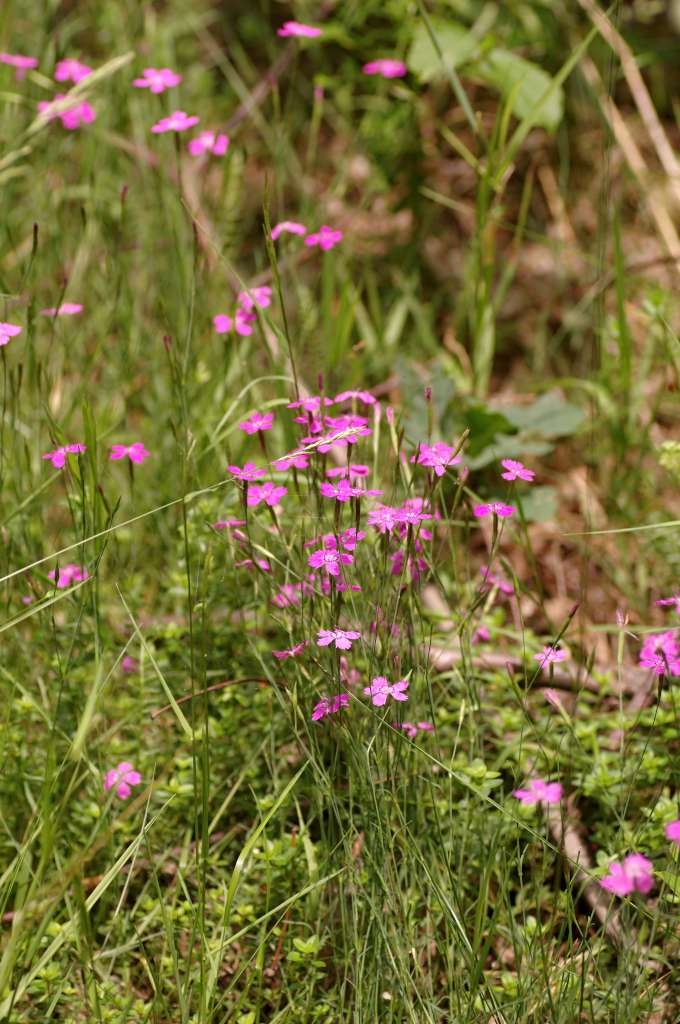 IMGP8213-1024~4.jpg