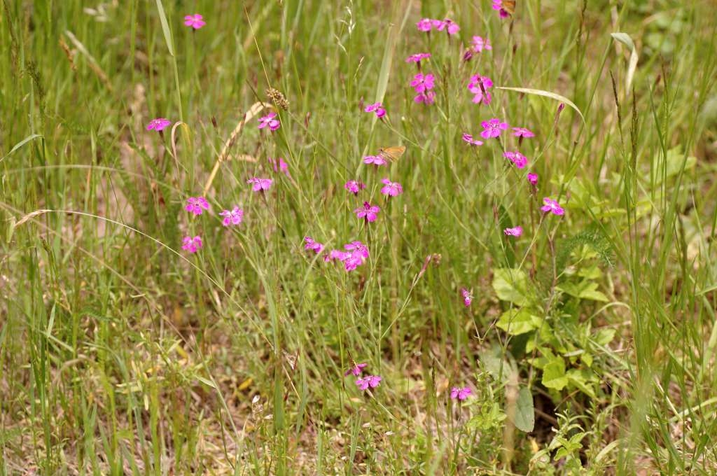IMGP8219-1024~2.jpg