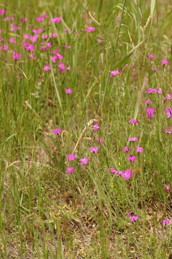 IMGP8220-1024~3.jpg
