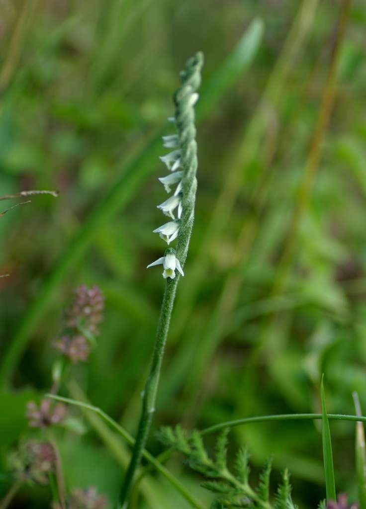 IMGP8227-1024~4.jpg