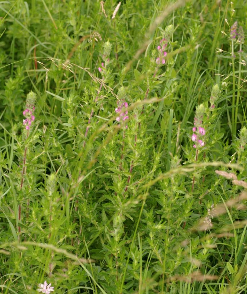 IMGP8237-1024~3.jpg