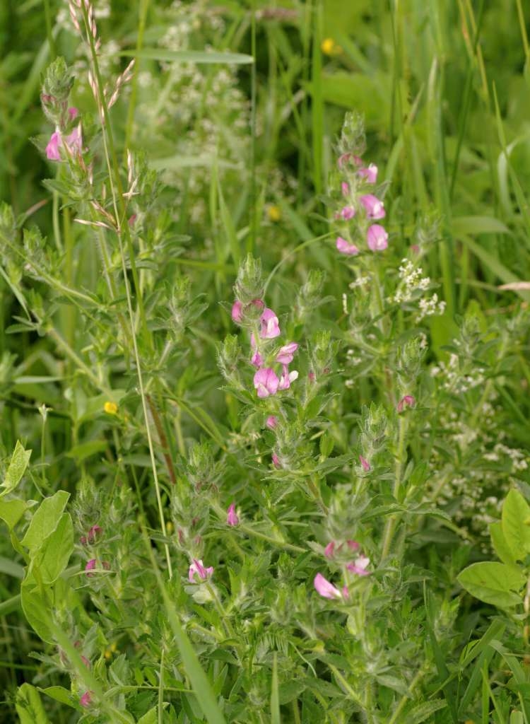 IMGP8246-1024~4.jpg