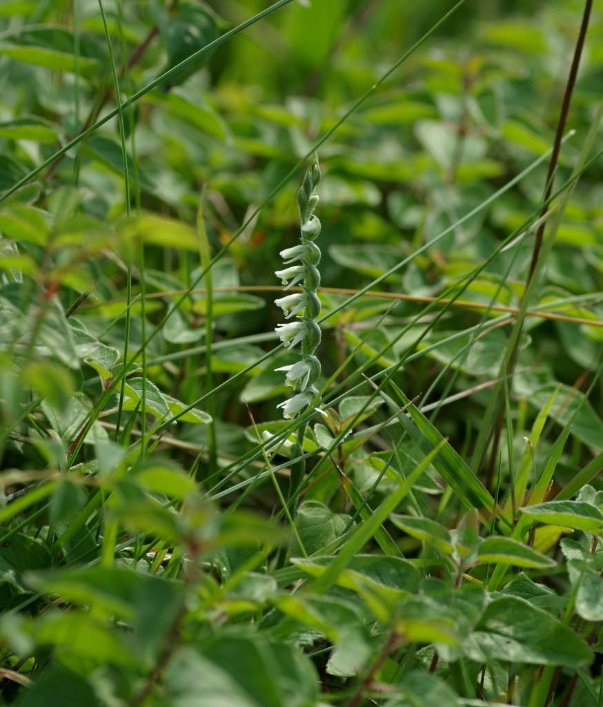 IMGP8247-1024~5.jpg