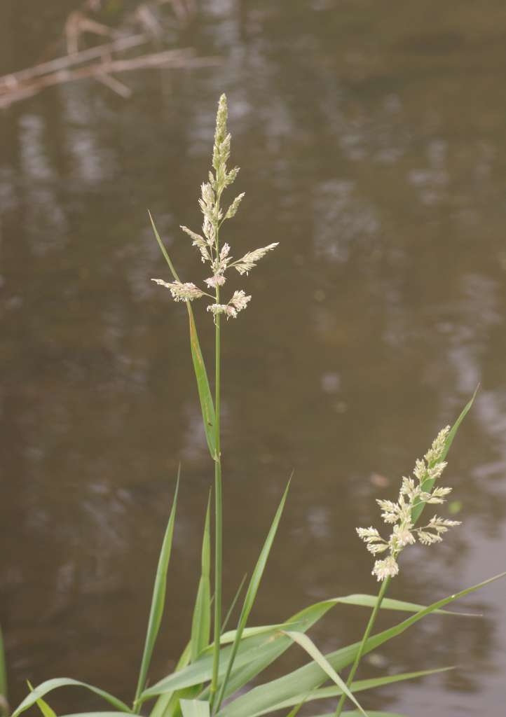 IMGP8256-1024~2.jpg