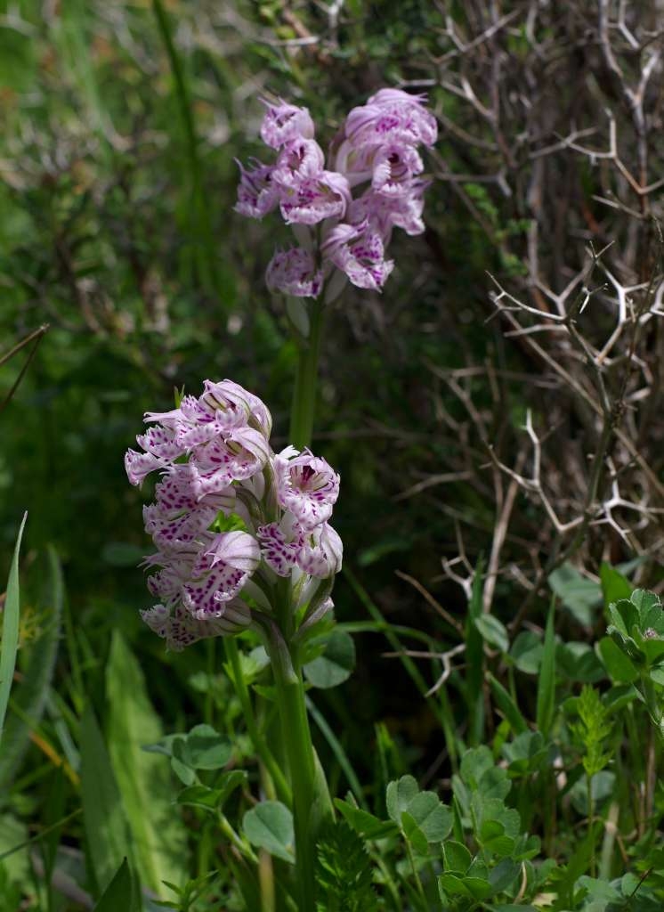 IMGP8271-1024~1.jpg