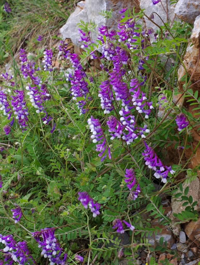 IMGP8306-1024~4.jpg
