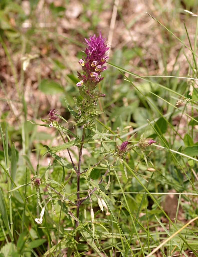 IMGP8319-1024~2.jpg