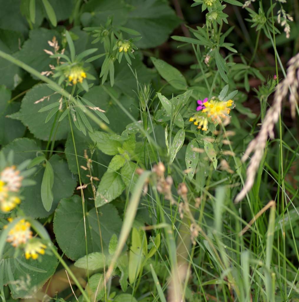 IMGP8335-1024~1.jpg