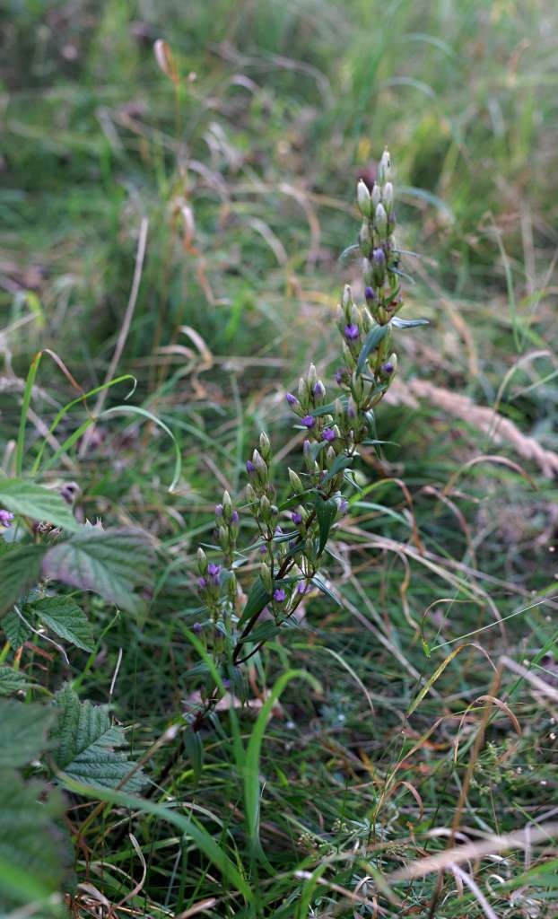 IMGP8336-1024~2.jpg
