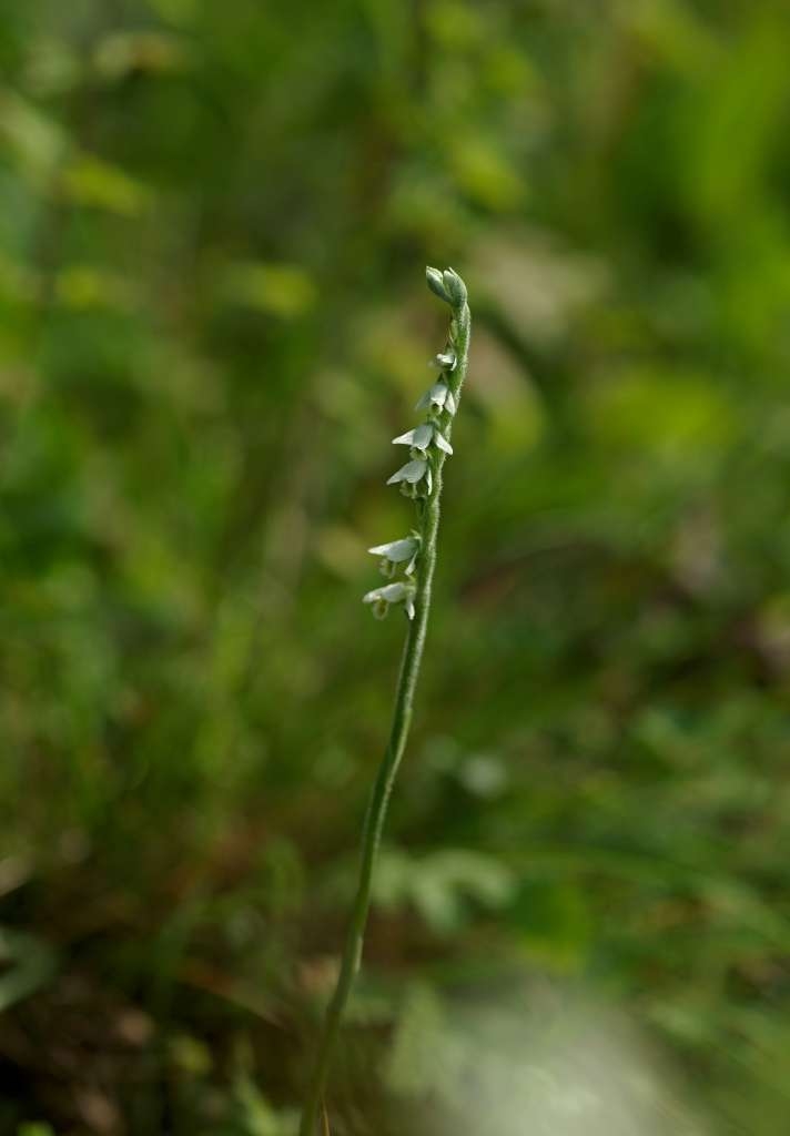 IMGP8419-1024~2.jpg