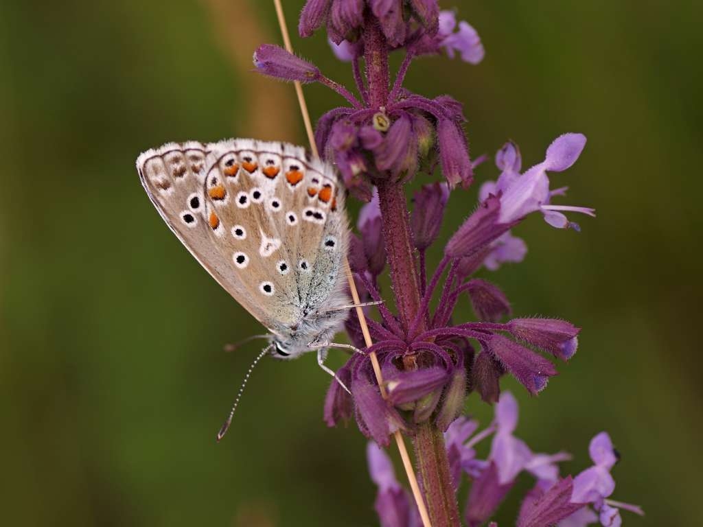 IMGP8450-1024~1.jpg
