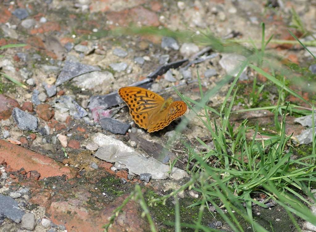 IMGP8535-1024~1.jpg