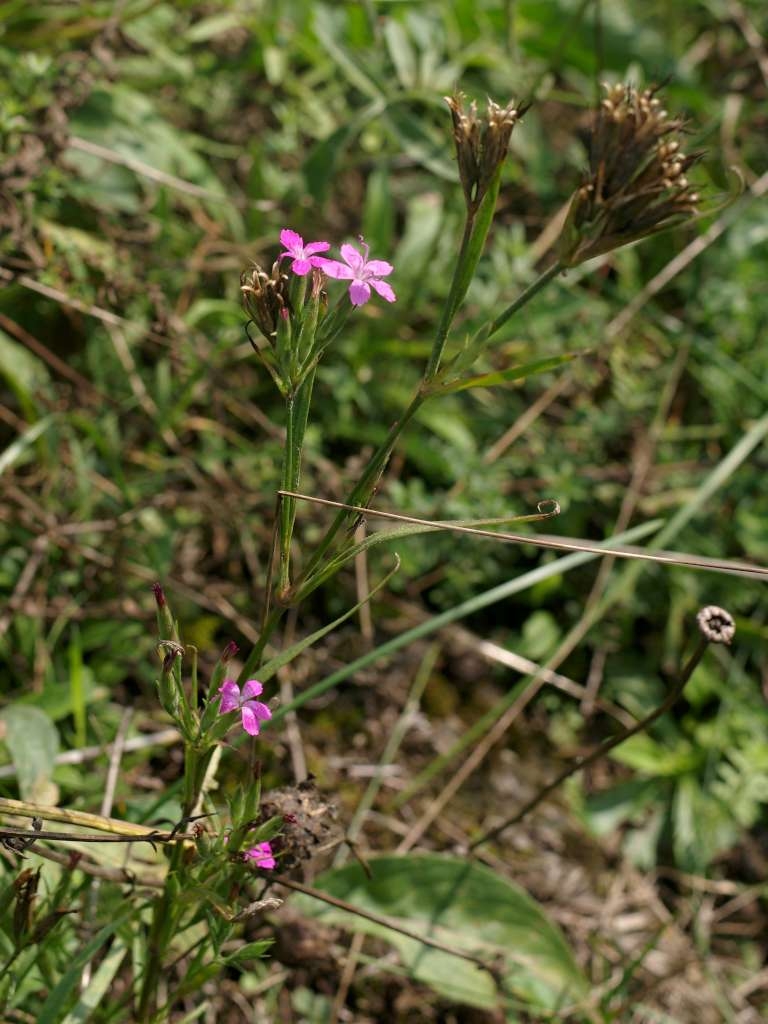 IMGP8618-1024~1.jpg