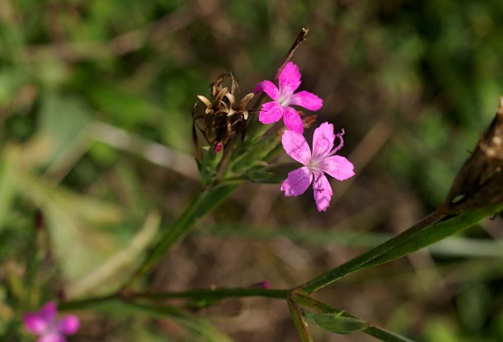 IMGP8620-1024~2.jpg