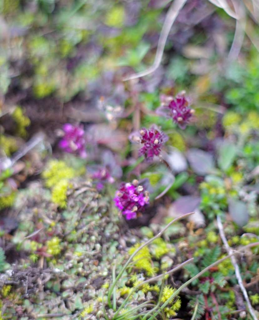 IMGP8640-1024~1.jpg