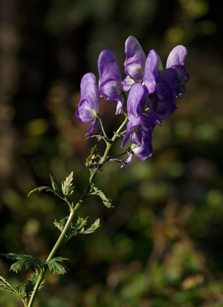 IMGP8647-1024~2.jpg