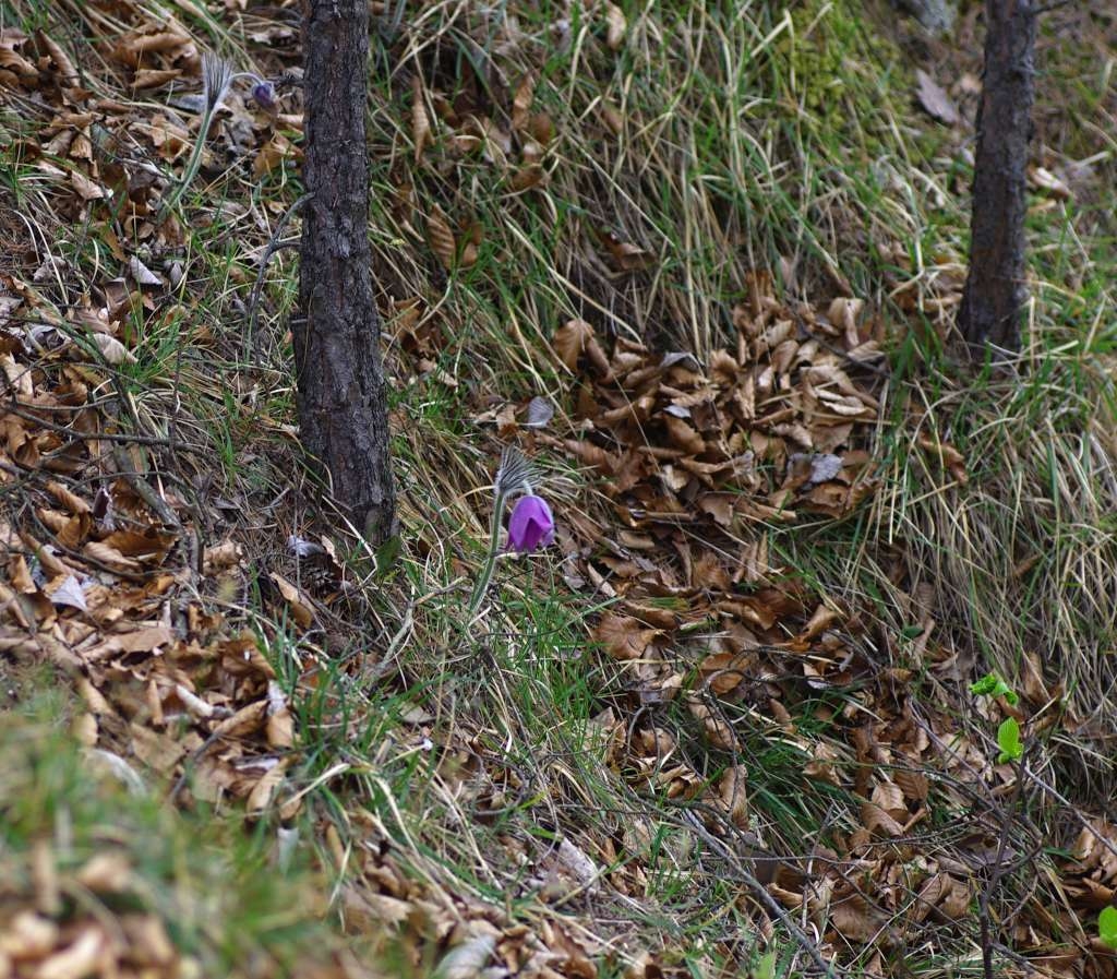 IMGP8727-1024.jpg