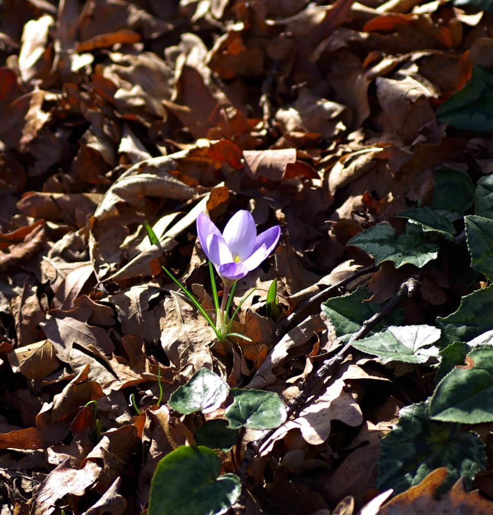IMGP8788-1024.jpg