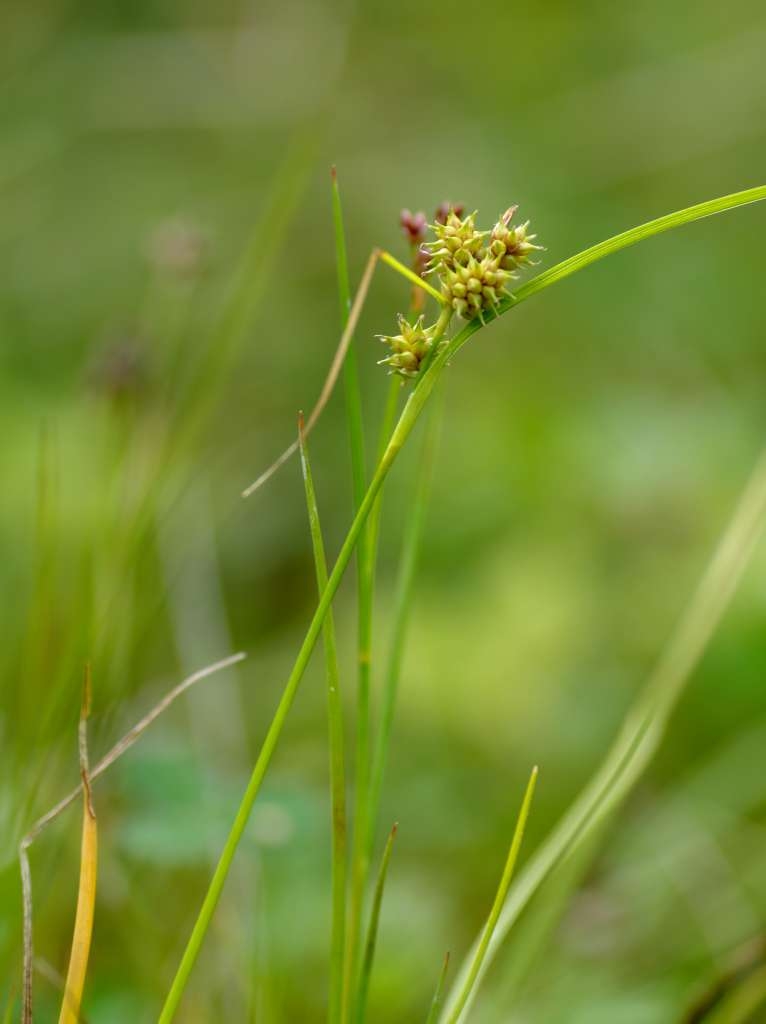 IMGP8817-1024~1.jpg
