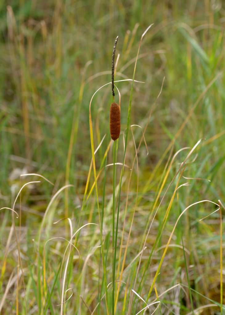 IMGP8825-1024~1.jpg