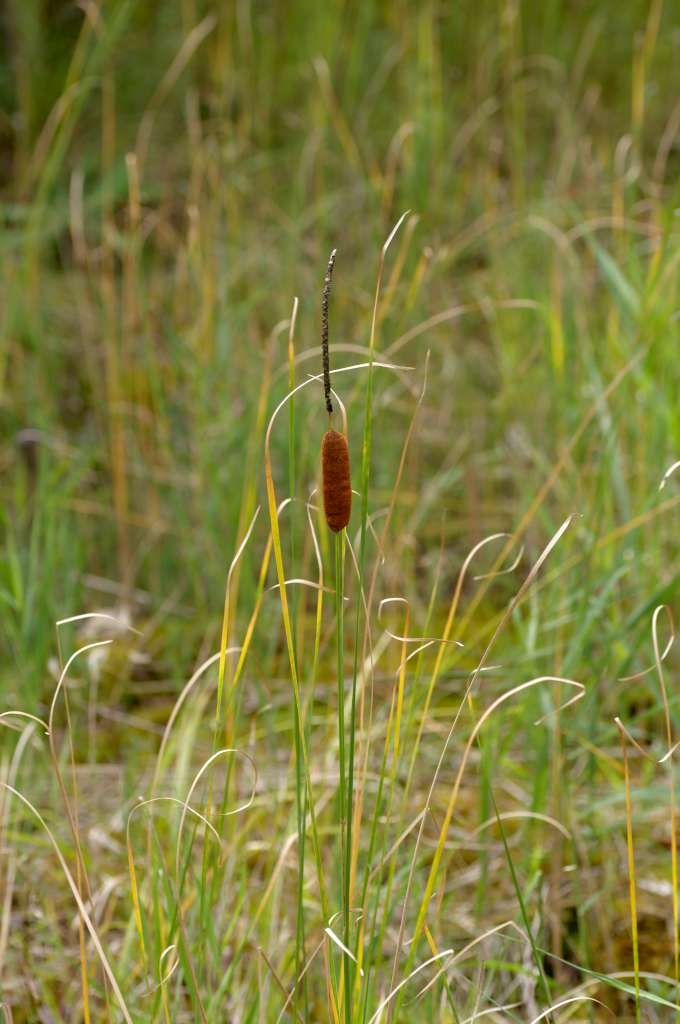 IMGP8827-1024~1.jpg
